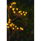LST-108a Solar Wild Fennel Branch